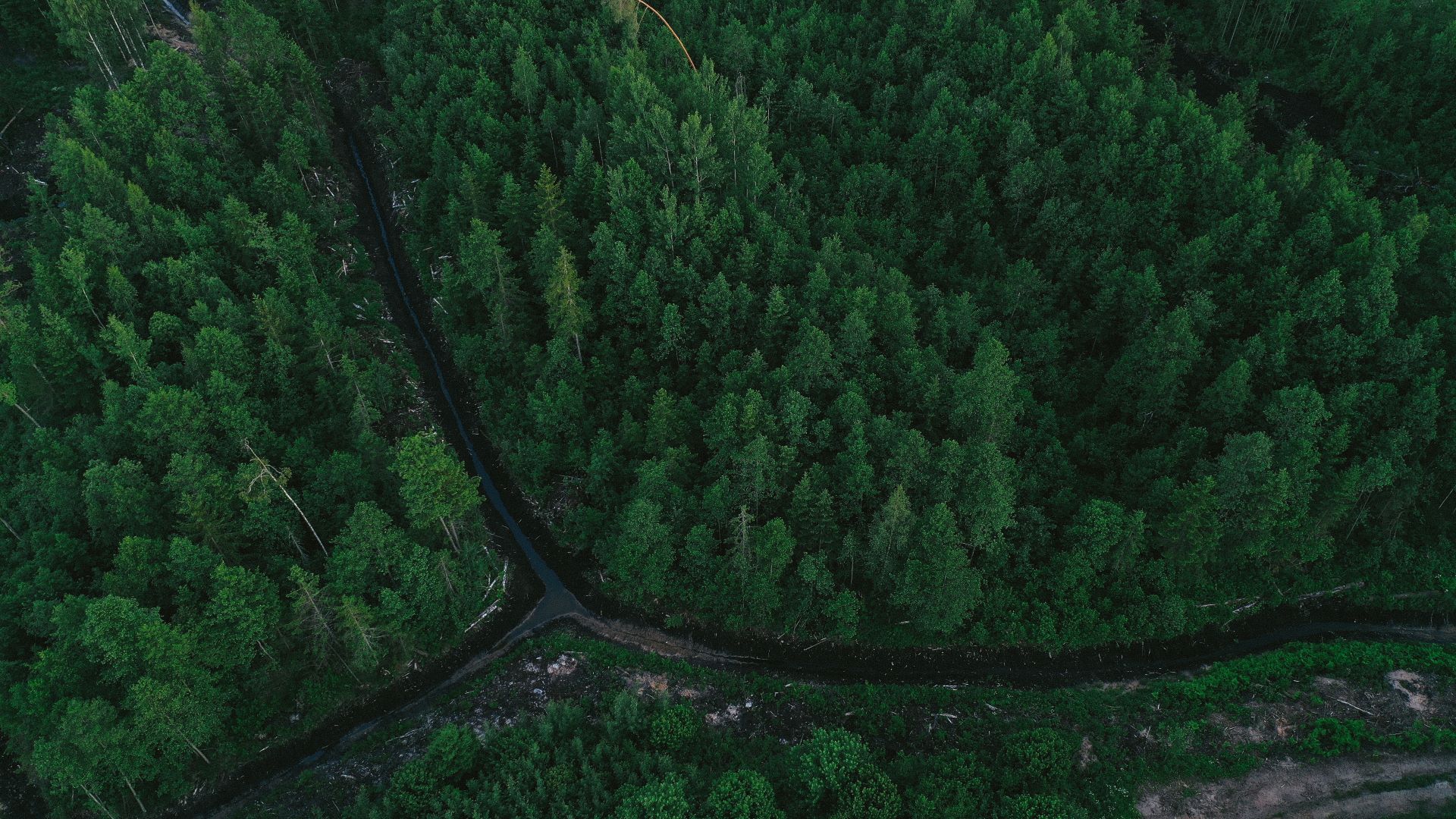 Aerial view of forest