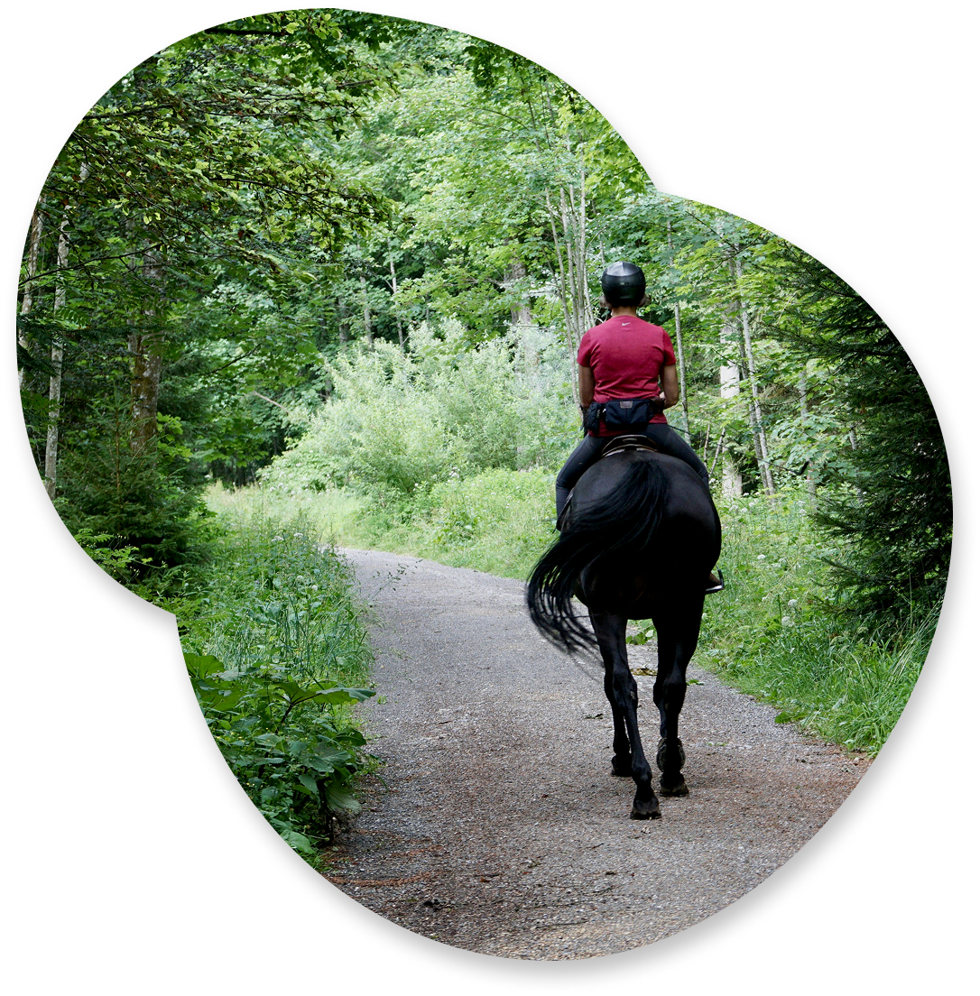Person riding horse on forest trail