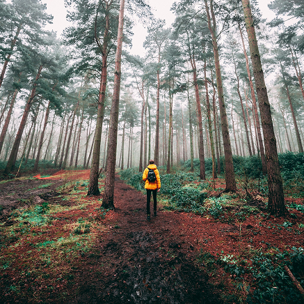 Person with yellow jacket walking in forest